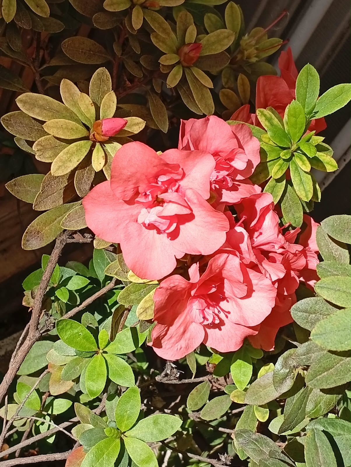 Azalea Simple (M10)