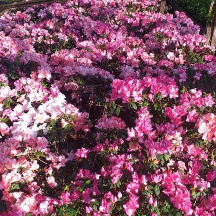 Azalea doble (M20)