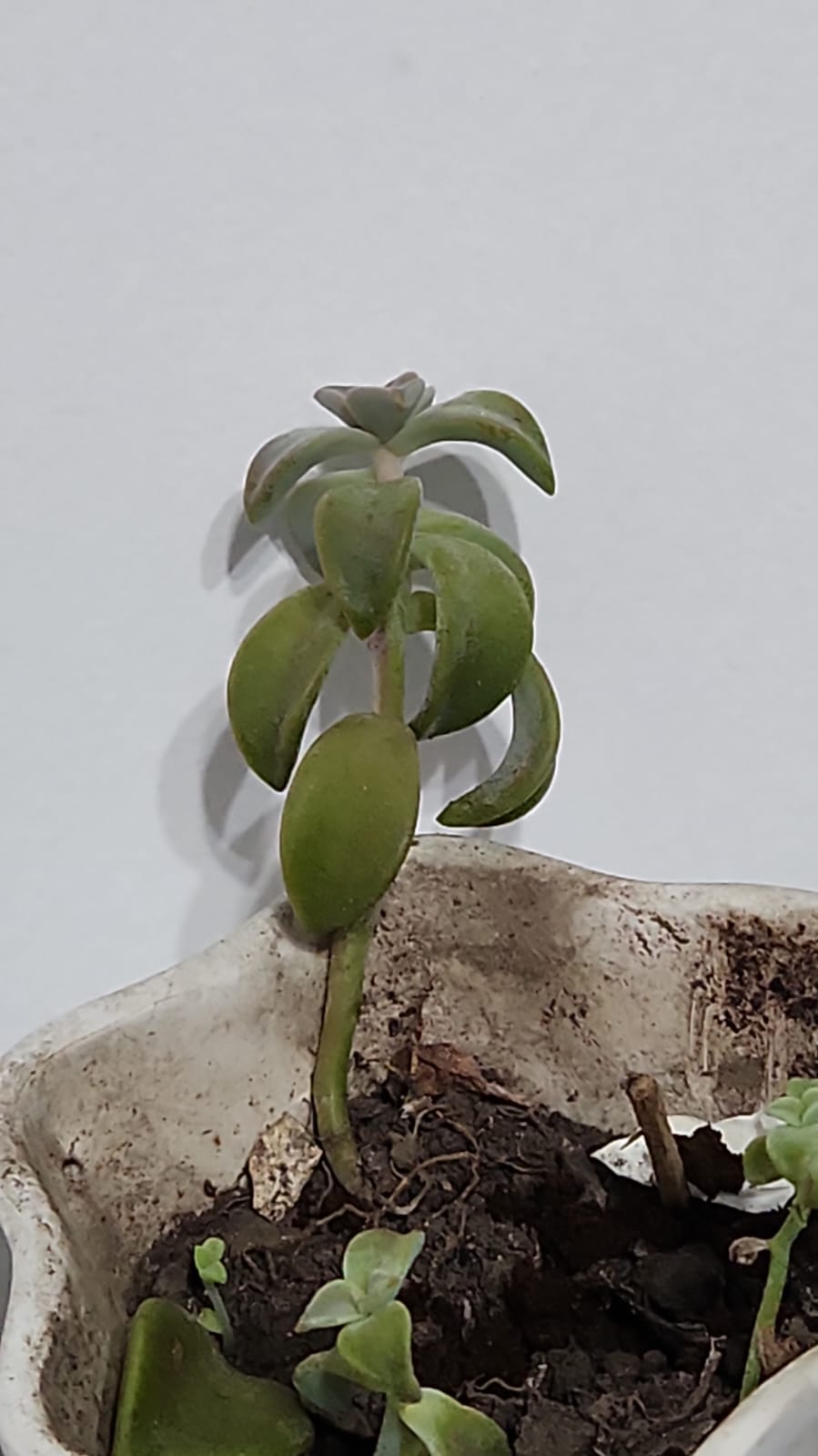Suculenta Italiana
