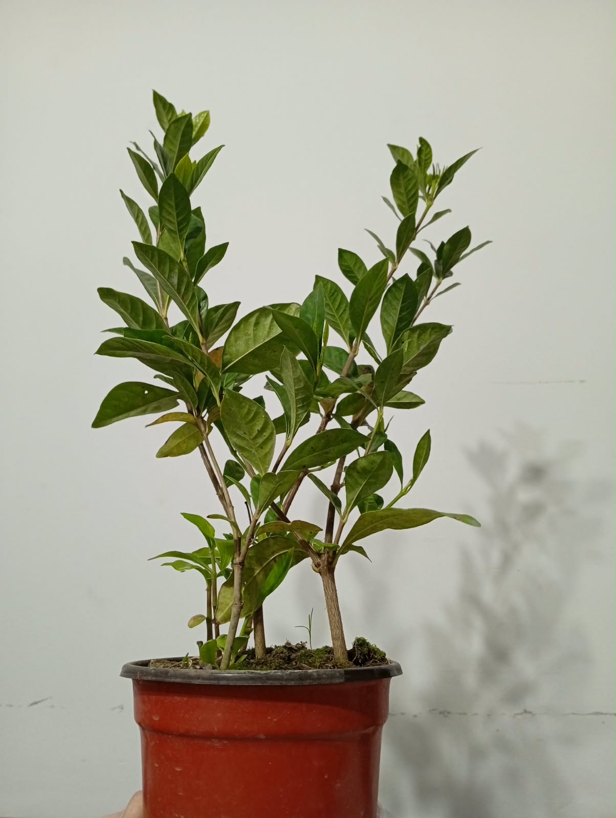 Jazmin Gardenia