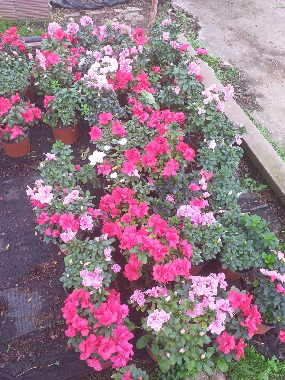 Azalea Simple (M12)