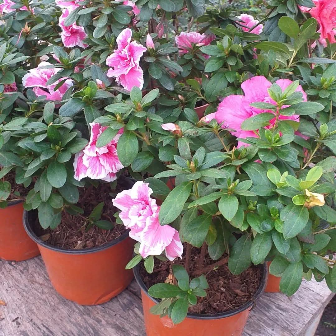 Azalea Doble (M12)