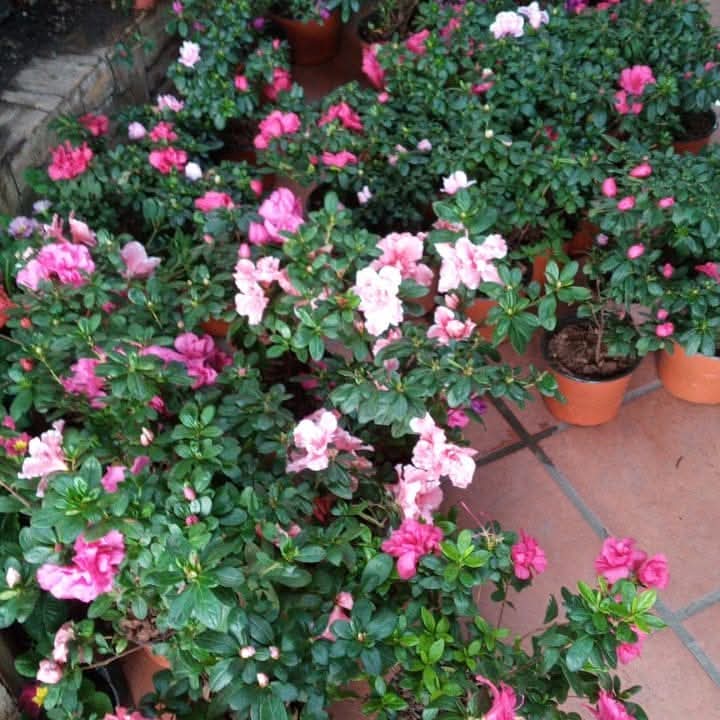 Azalea Doble (M15)