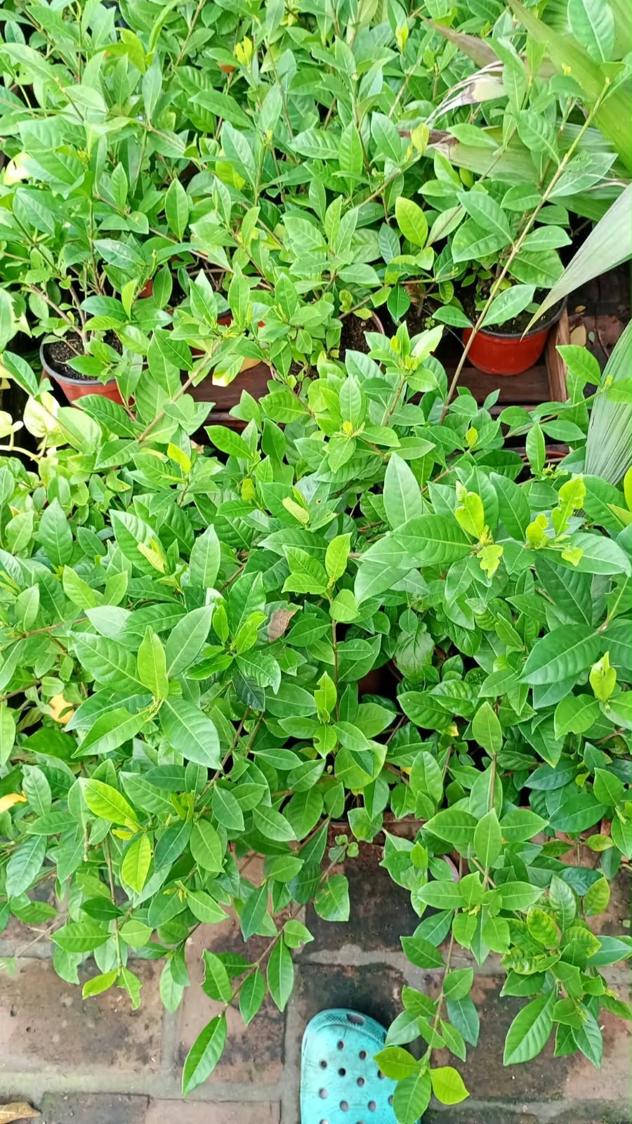 Jazmin Veitchii Gardenia (M12)
