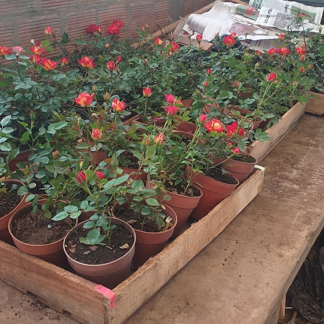 Rosas (M10)