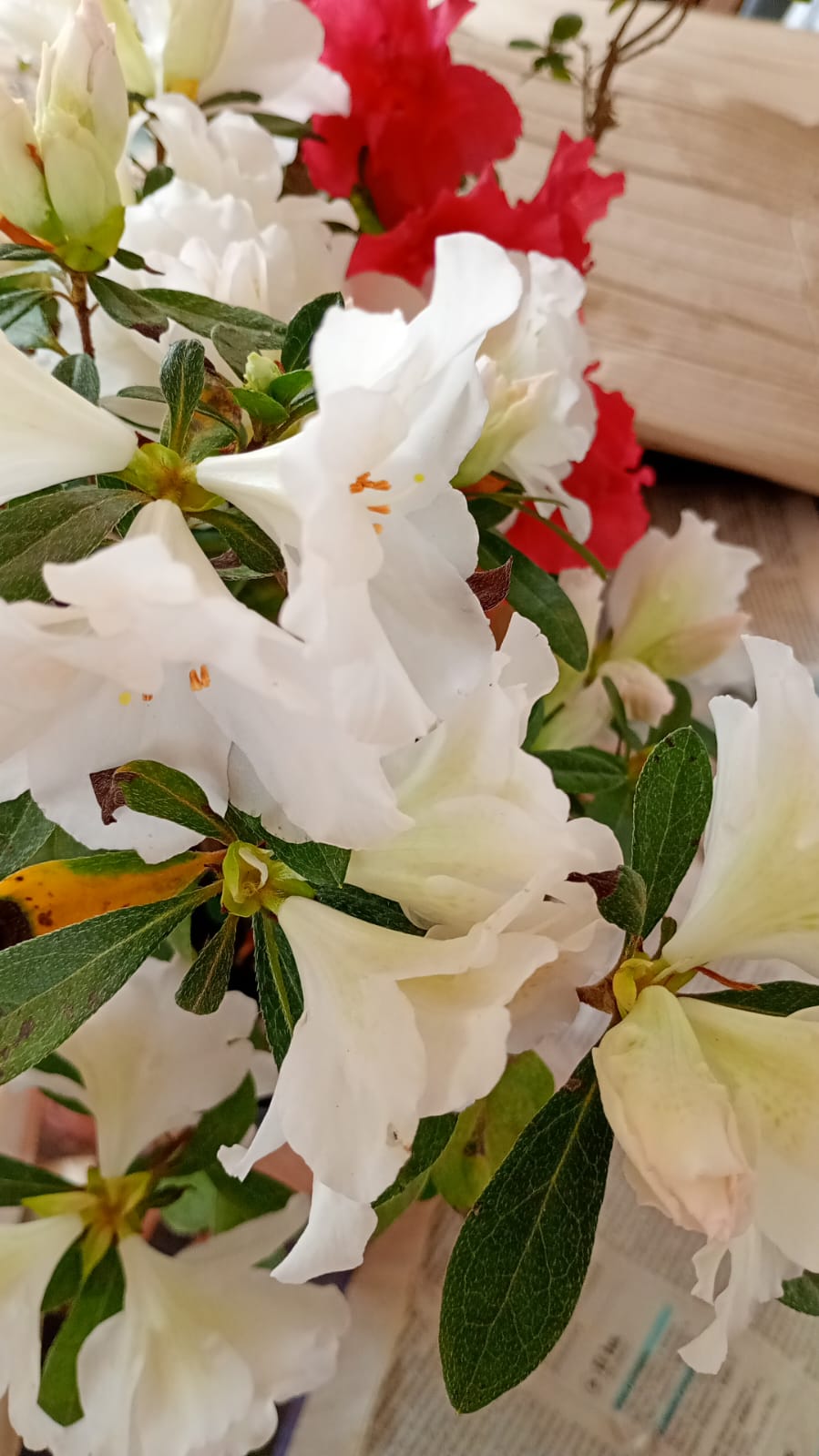Azalea SEMIDOBLE